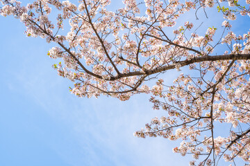 満開の桜と青空