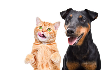 Portrait of cute licking kitten Scottish Straight  and Jagdterrier dog isolated on a white background