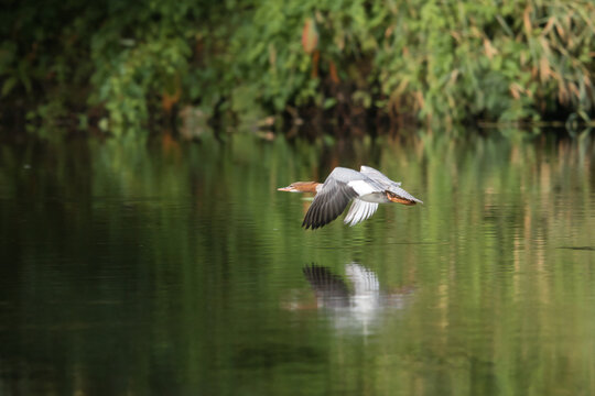 merganser male flying low over water