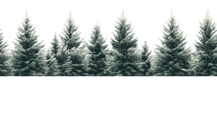 Winter Forest Scene: A Breathtaking Display of Nature's Majesty