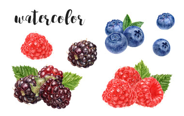 Hand-Painted Watercolor Blueberry, Boysenberry, and Raspberry Botanical Illustration Isolated on White
