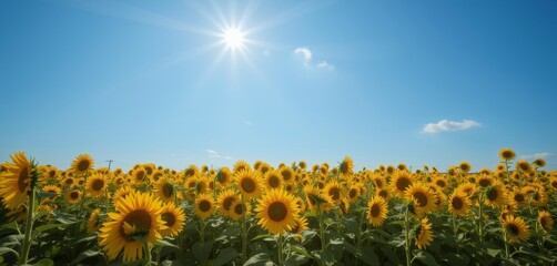 Fototapeta premium Vibrant sunflower field under bright summer sky