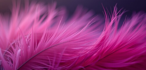 Obraz premium Close-up of pink feathers with soft lighting