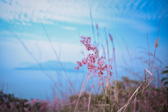 The Natal Grass on a Mountain With Background of Sea