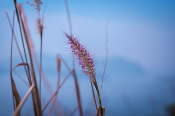 Obraz premium The Purple Fountain Grass Growing on Mountain by The Sea