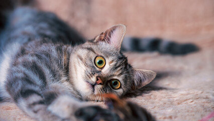 tabby striped kitten is playing on the sofa covered with a light plaid made of artificial fur
