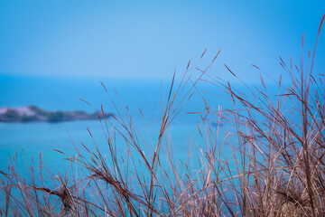 The Grass That Grows By The Sea