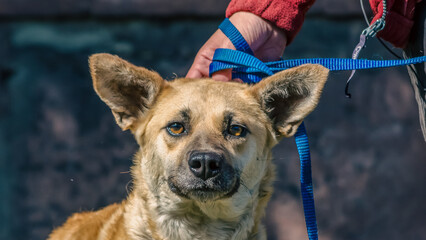 Outbred red dog on a blue leash next to a woman in a red jacket
