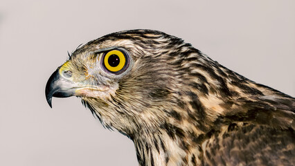 predatory bird hawk with bright yellow eye close-up on a gray ba