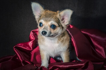 wrong bite chihuahua puppy in folds of purple fabric on a dark brown background