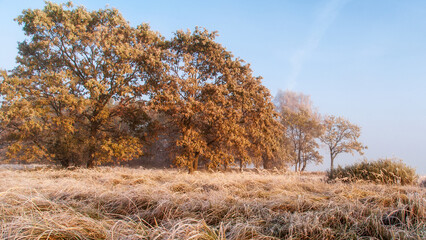 Piękno zimowego krajobrazu w dolinie rzeki Narew, Podlasie, Polska
