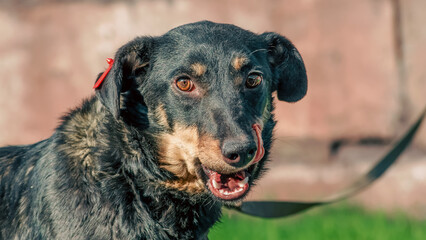 black mongrel dog on a leash licks his lips