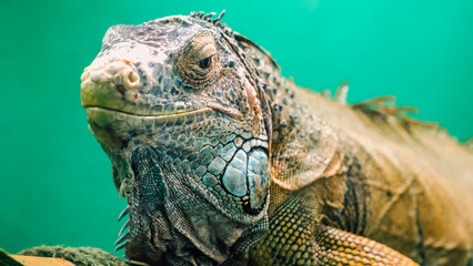 big iguana on a green background close up
