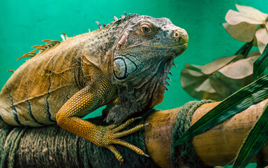 big iguana on a green background close up