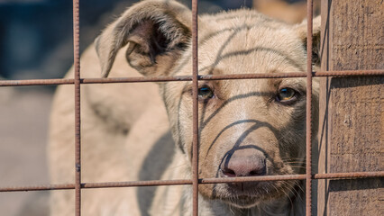 purebred puppy behind bars in a shelter