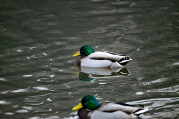 Zwei Stockenten auf dem Wasser