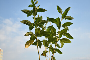 Green leaf with blu sky background