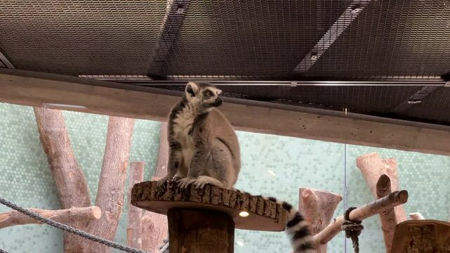 ring lemur catta in the zoo