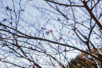 桜山公園　冬桜　寒桜風景81
