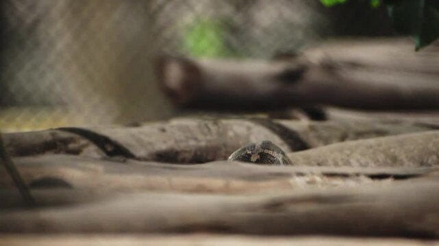 An Indian rock python slithering over wooden trunks