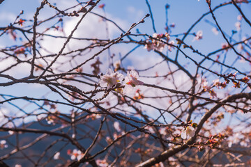 桜山公園　冬桜　寒桜風景5