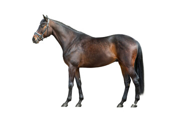 Horse stand isolated on white