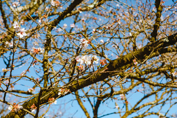 桜山公園　寒桜　冬桜風景２