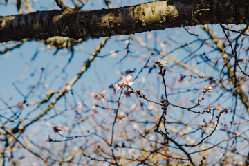 桜山公園　寒桜　冬桜風景２