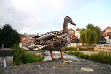 Ente in Kronach