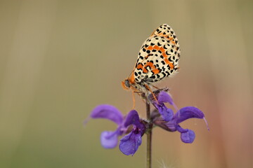 una farfalla melitaea su un fiore in estate