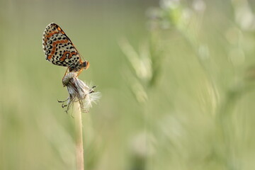 una farfalla melitaea su un fiore in estate