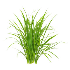 Fototapeta premium Lemongrass isolated on a white background