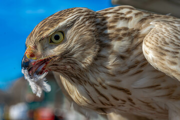 Aguila rusa blanca cetreria caza