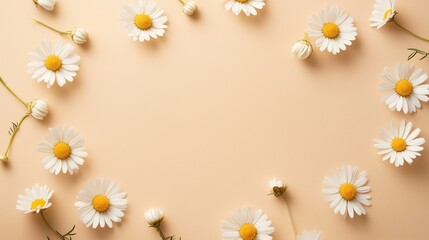 A beautiful frame of white daisy flowers creates a fresh, summery border
