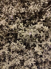 A dense cluster of pale green leaves with a few small purple flowers scattered throughout. The natural texture and muted colors create a calming and organic composition.