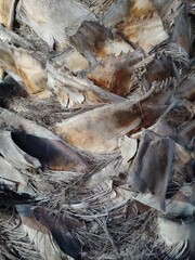 A close-up of a palm tree trunk showing detailed, rough textures of dried fronds and layered bark. Perfect for natural design references, 3D modeling, or background textures