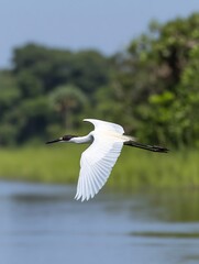 Elegant white bird gracefully glides over tranquil water soft light illuminating wings. AI Generated