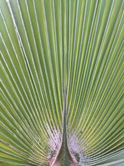 Close-up of a green palm leaf showcasing detailed radiating lines. Suitable for tropical-themed designs, educational materials on botany, eco-friendly branding, and as a natural background 