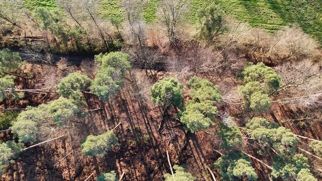 Flug &uuml;ber einen Wald