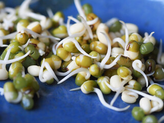 Mung bean sprouts on a blue plate
