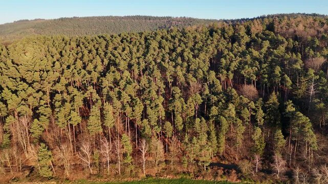 Flug &uuml;ber einen Wald