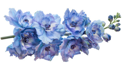 Obraz premium Stunning Close-up of Blue Delphinium Flowers: A Captivating Floral Image