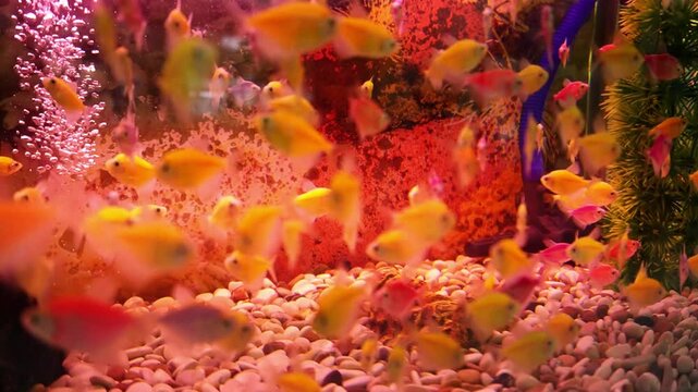 Tropical colored glofish or glow fish swimming in aquarium. It is a species of Zebra fish (Zebra Danio) that has colorful neon lights, from Cyprinidae family.