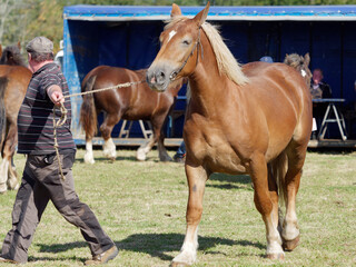 Breton horse competition of elegance, Brittany, France.