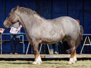 Breton horse competition of elegance, Brittany, France.