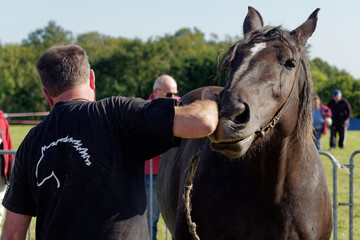 Breton horse competition of elegance, Brittany, France.