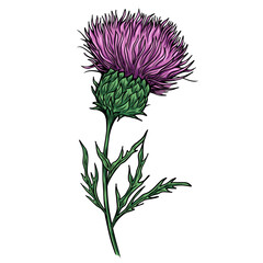 Vector illustration Thistle plant isolated on white background.	