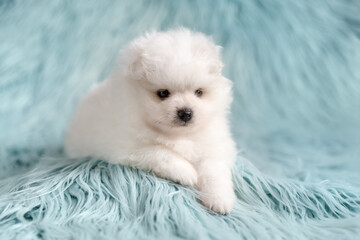A white Pomeranian puppy lies on a turquoise fur background. The puppy is shown in a three-quarter...
