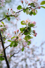 Spring cherry blossom flowers on the tree in park