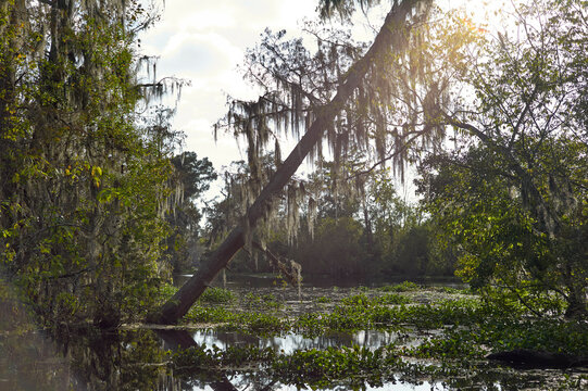 Sunlight filters through the canopy of a serene swamp with moss-draped trees and a still water surface, New Orleans, USA